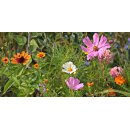 Sommerblüte - der "Tee der Fee" - Kräuterteemischung